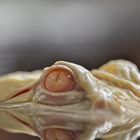 Albino Krokodil