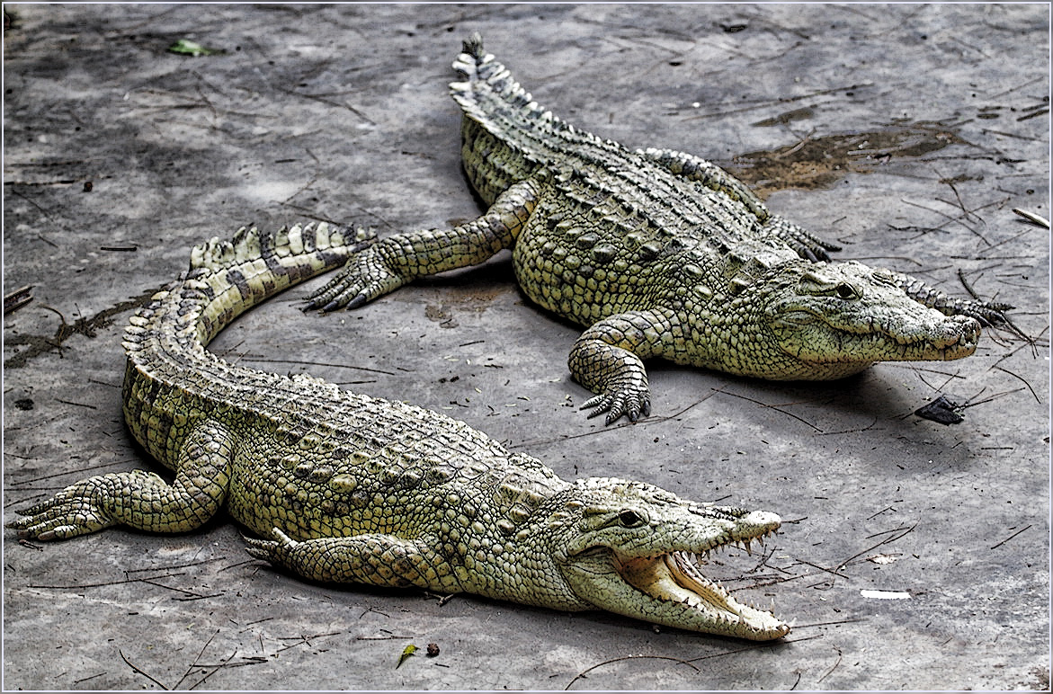 Albino-Krokodile