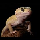 Albino-Leopardgecko