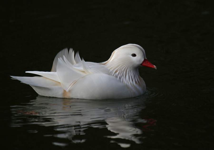 Albino-Mandarino