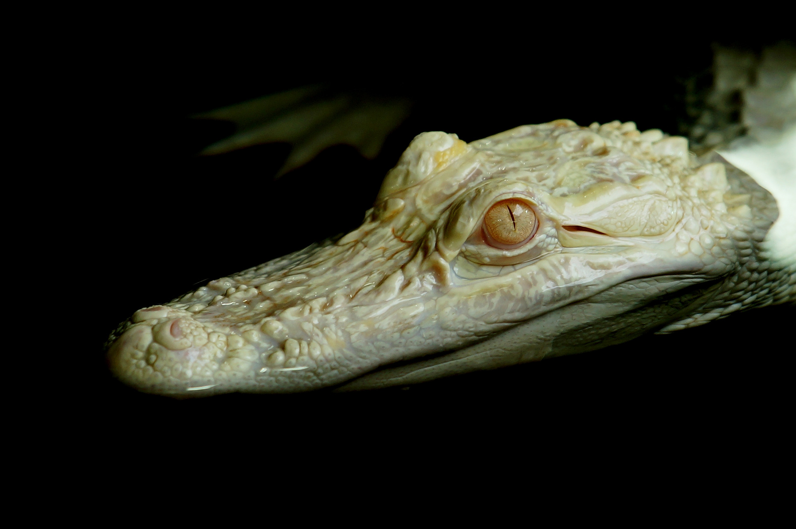 Albino Mississippi Alligator