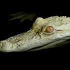 Albino Mississippi Alligator