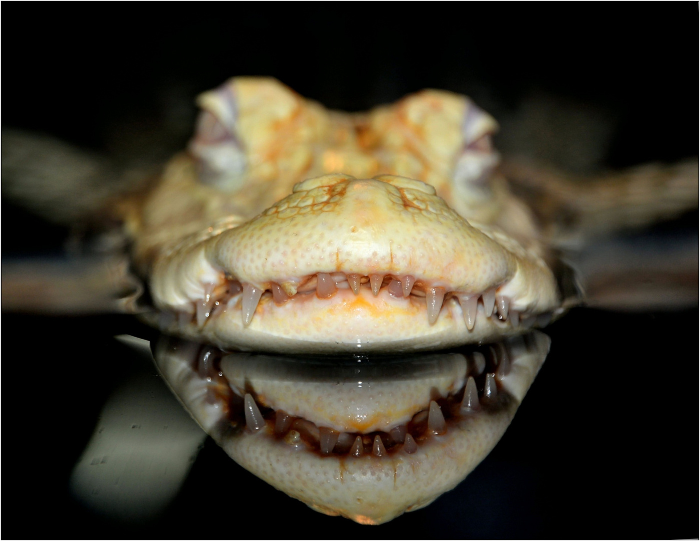 Albino Mississippi Alligator