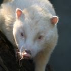 Albino Nasenbär