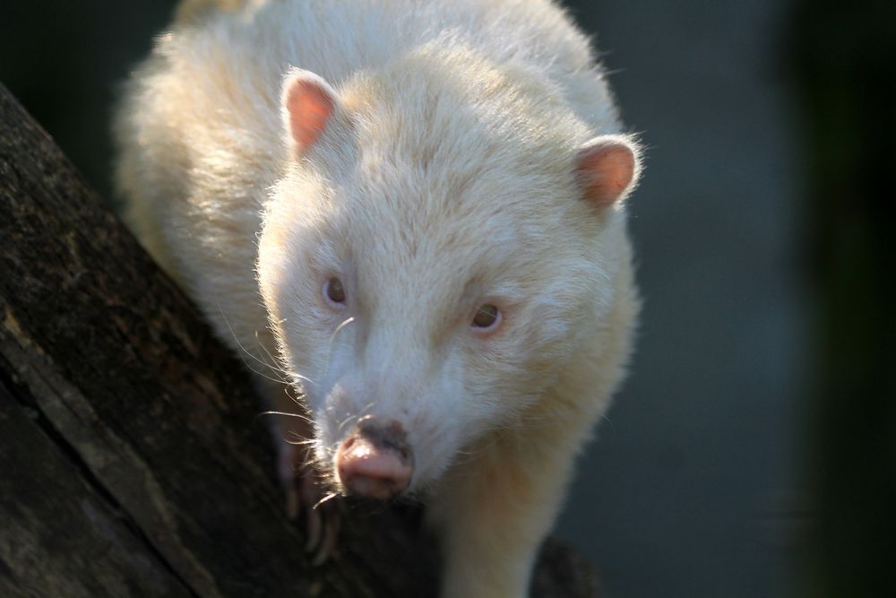 Albino Nasenbär