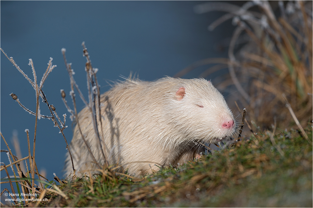 Albino Nutria