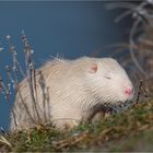 Albino Nutria