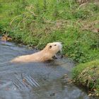 Albino Nutria