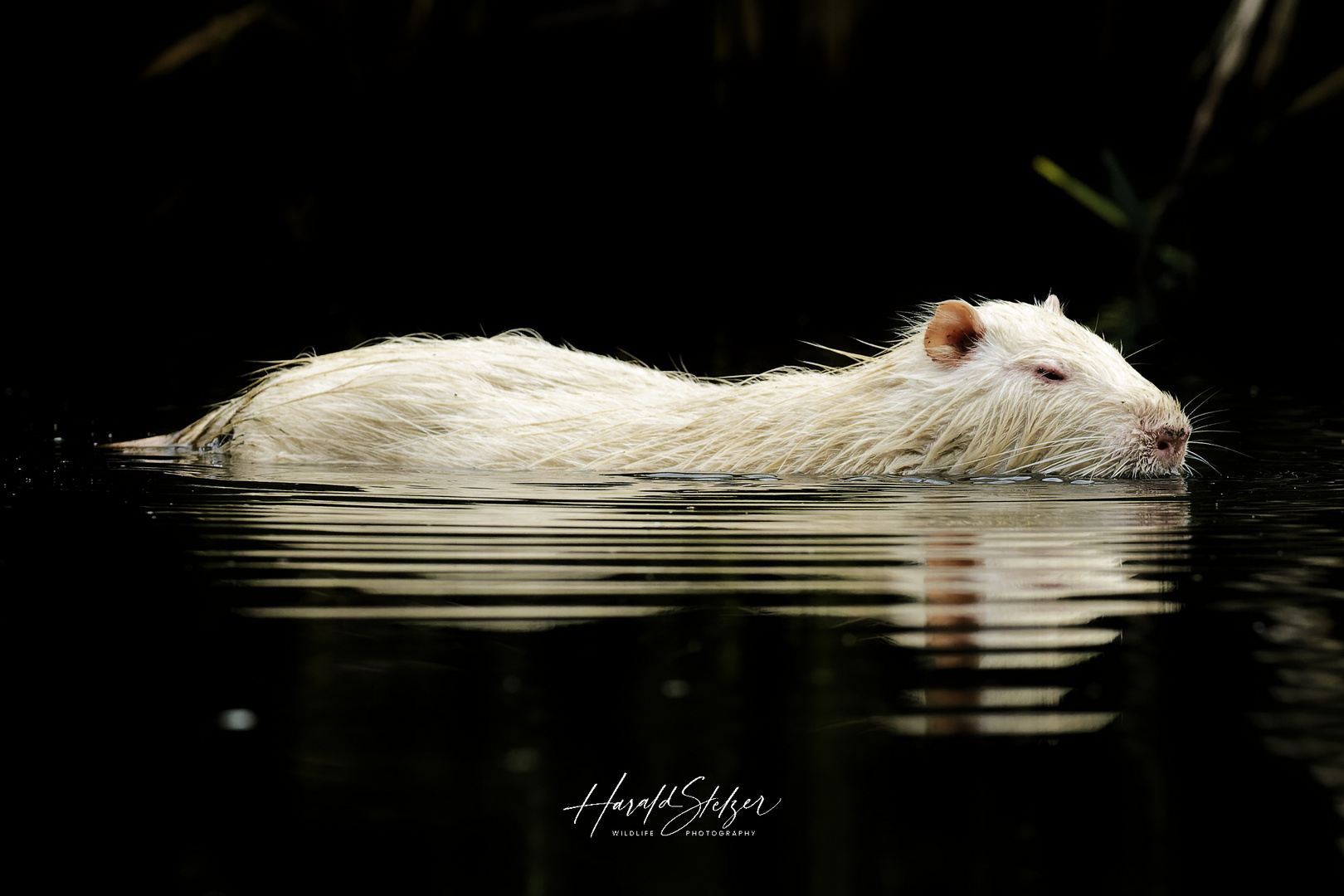 Albino Nutria 