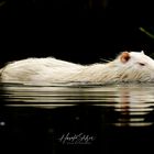 Albino Nutria 