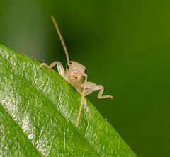 Albino Ohrenmüggler