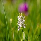 Albino Orchidee