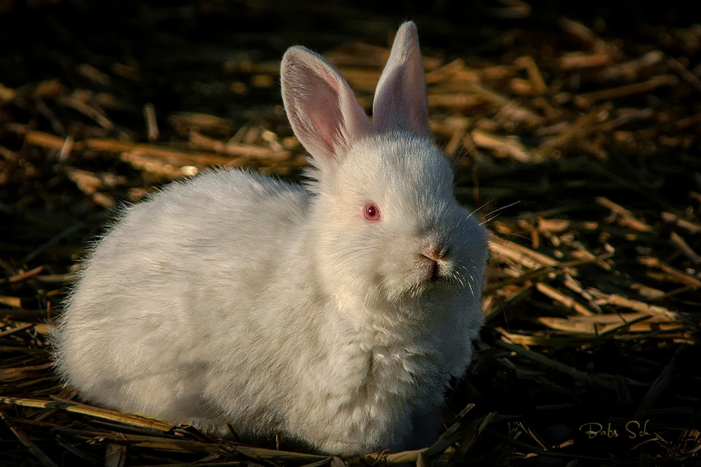 Albino Osterhase.... ?!