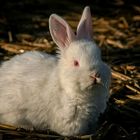 Albino Osterhase.... ?!