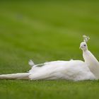 Albino Pfau