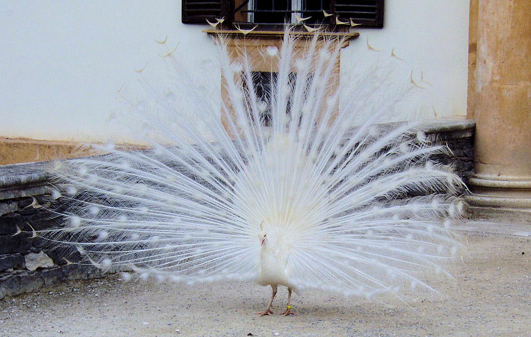 Albino Pfau