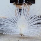 Albino Pfau