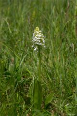 Albino Purpur-Knabenkraut (Orchis purpurea)