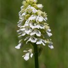 Albino Purpur-Knabenkraut (Orchis purpurea)..........