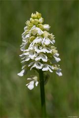 Albino Purpur-Knabenkraut (Orchis purpurea)..........