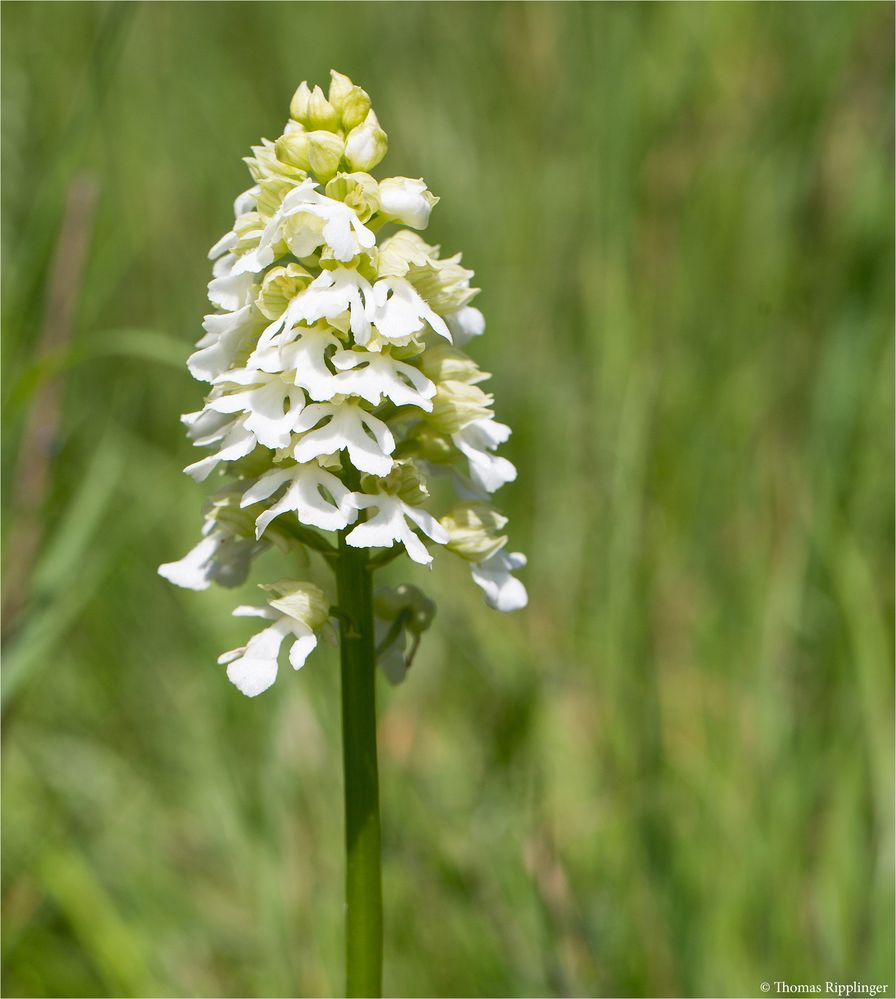 Albino Purpur-Knabenkraut (Orchis purpurea).