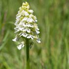 Albino Purpur-Knabenkraut (Orchis purpurea).