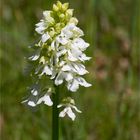 Albino Purpur-Knabenkraut (Orchis purpurea)