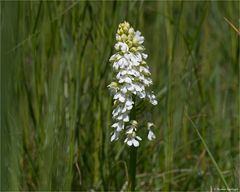 Albino Purpur-Knabenkraut (Orchis purpurea)