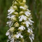 Albino Purpur-Knabenkraut (Orchis purpurea) ........