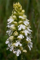 Albino Purpur-Knabenkraut (Orchis purpurea) ........