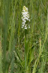 Albino Purpur-Knabenkraut (Orchis purpurea) ............