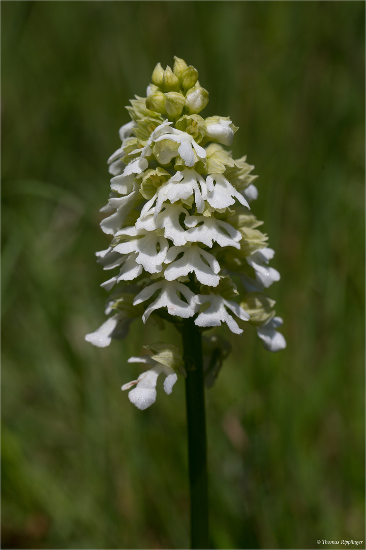 Albino Purpur-Knabenkraut (Orchis purpurea)........