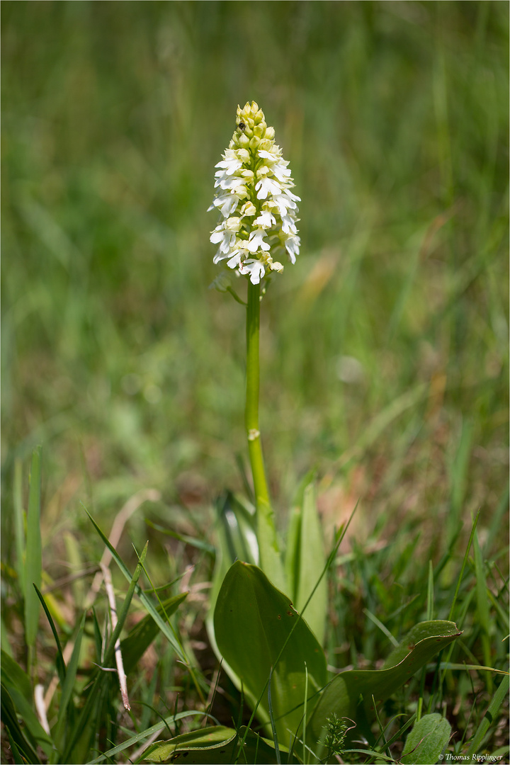 Albino Purpur-Knabenkraut (Orchis purpurea) ...