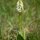 Albino Purpur-Knabenkraut (Orchis purpurea) ...