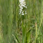 Albino Purpur-Knabenkraut (Orchis purpurea)