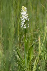 Albino Purpur-Knabenkraut (Orchis purpurea)