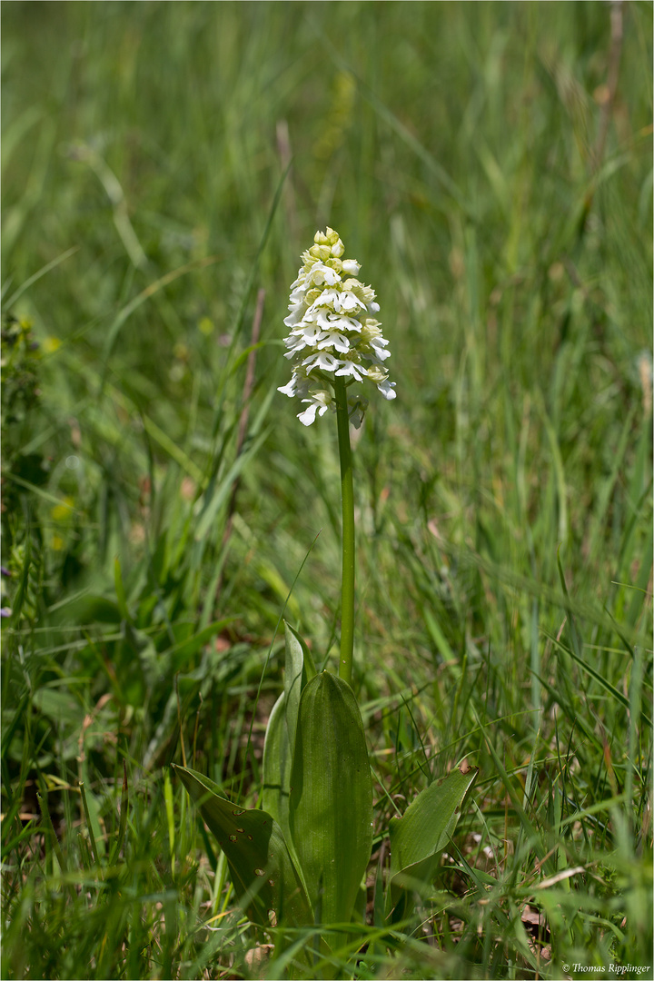 Albino Purpur-Knabenkraut (Orchis purpurea)..