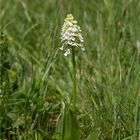 Albino Purpur-Knabenkraut (Orchis purpurea)..