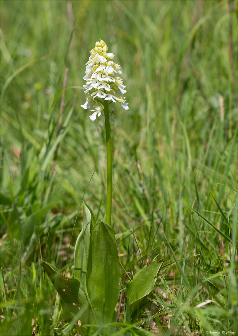 Albino Purpur-Knabenkraut (Orchis purpurea).....