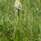 Albino Purpur-Knabenkraut (Orchis purpurea).....