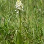 Albino Purpur-Knabenkraut (Orchis purpurea).....