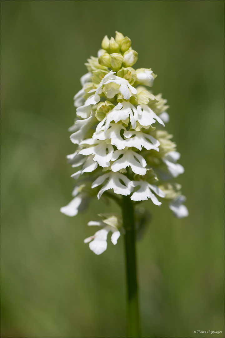 Albino Purpur-Knabenkraut (Orchis purpurea)...........