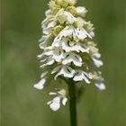 Albino Purpur-Knabenkraut (Orchis purpurea)...........