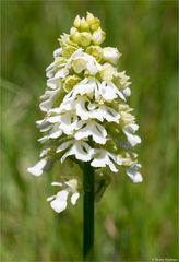 Albino Purpur-Knabenkraut (Orchis purpurea).........