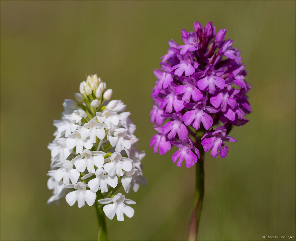 Albino Pyramiden-Hundswurz (Anacamptis pyramidalis)