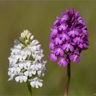 Albino Pyramiden-Hundswurz (Anacamptis pyramidalis)