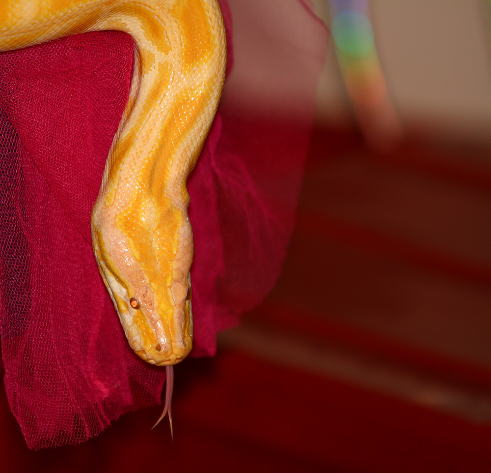 Albino Python