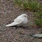 Albino Rauchschwalbe