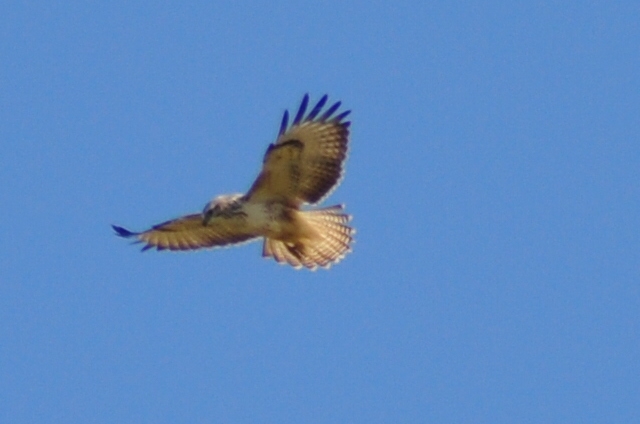 Albino Red Kite