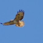 Albino Red Kite